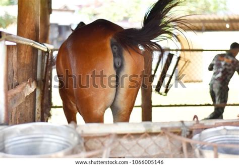 horse flare porn|Horse creampies and floods woman's pussy .